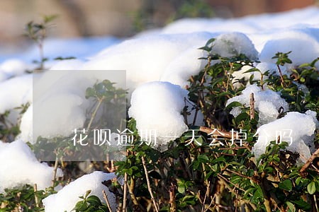 花呗逾期一天会掉分吗 花呗逾期一天会掉分吗