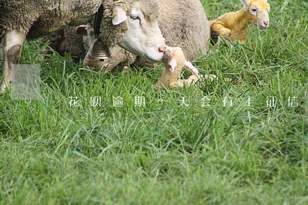 花呗逾期一天会有上征信吗 花呗逾期一天会有上征信吗
