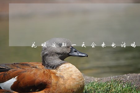 花呗逾期一天会来电话吗