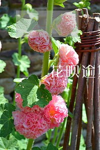 花呗逾期一天会降信用分吗 花呗逾期一天会降信用分吗