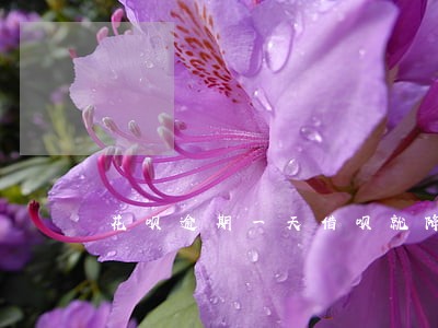 花呗逾期一天借呗就降低额度 花呗逾期一天借呗就降低额度