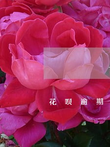 花呗逾期一天可以协商吗 花呗逾期一天可以协商吗