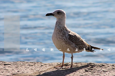 花呗逾期一天后果严重吗