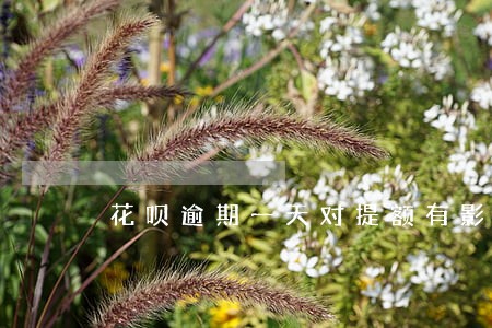 花呗逾期一天对提额有影响吗 花呗逾期一天对提额有影响吗