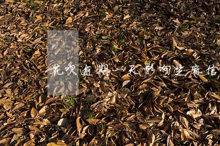 花呗逾期一天影响芝麻信用卡吗