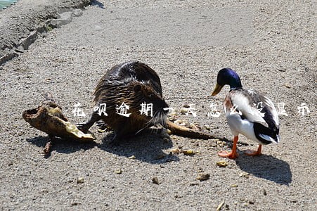 花呗逾期一天怎么没显示利息 花呗逾期一天怎么没显示利息