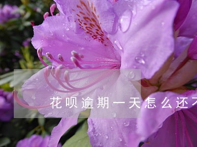 花呗逾期一天怎么还不会上征信 花呗逾期一天怎么还不会上征信