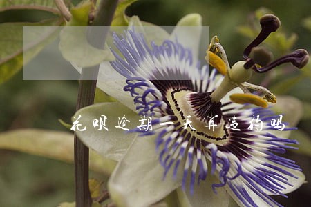 花呗逾期一天算违约吗 花呗逾期一天算违约吗