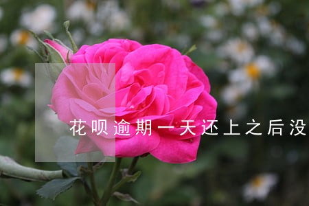 花呗逾期一天还上之后没额度了
