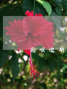 花呗逾期一天还款了没有额度了 花呗逾期一天还款了没有额度了