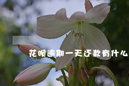 花呗逾期一天还款有什么后果吗 花呗逾期一天还款有什么后果吗