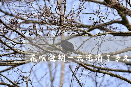 花呗逾期一天还清了多久才可以用 花呗逾期一天还清了多久才可以用