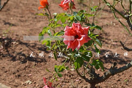 花呗逾期一天还清会怎样 花呗逾期一天还清会怎样