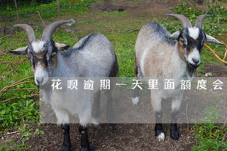 花呗逾期一天里面额度会禁用吗 花呗逾期一天里面额度会禁用吗
