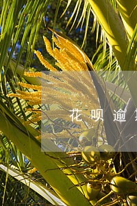 花呗逾期一天额度冻结 花呗逾期一天额度冻结