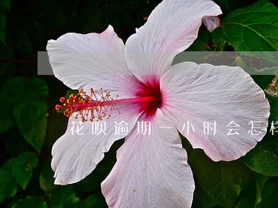 花呗逾期一小时会怎样