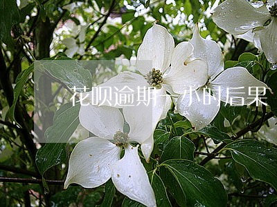 花呗逾期一小时后果 花呗逾期一小时后果