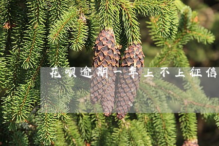花呗逾期一年上不上征信 花呗逾期一年上不上征信