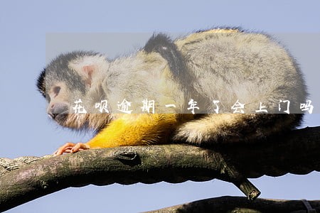花呗逾期一年了会上门吗 花呗逾期一年了会上门吗