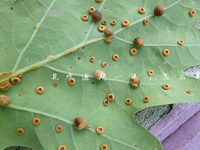 花呗逾期一年了怎么算额度 花呗逾期一年了怎么算额度