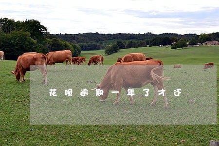 花呗逾期一年了才还 花呗逾期一年了才还