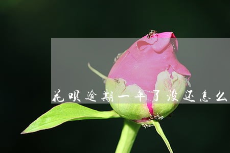 花呗逾期一年了没还怎么办 花呗逾期一年了没还怎么办