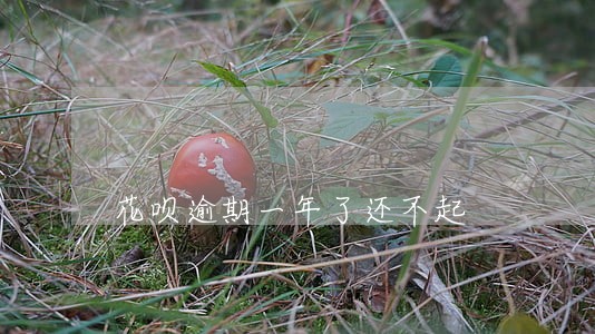 花呗逾期一年了还不起