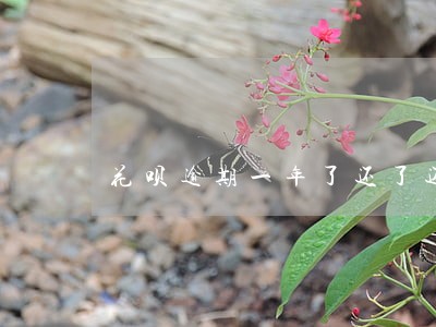 花呗逾期一年了还了还能用么 花呗逾期一年了还了还能用么