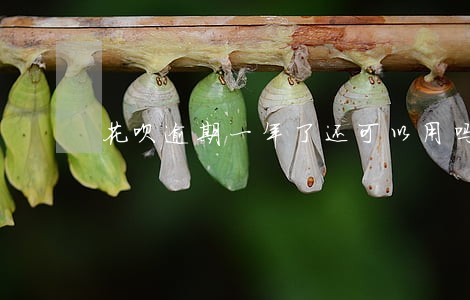 花呗逾期一年了还可以用吗 花呗逾期一年了还可以用吗