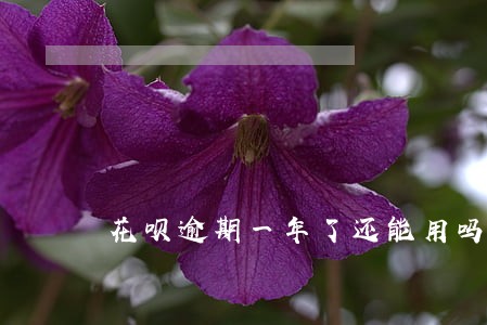 花呗逾期一年了还能用吗 花呗逾期一年了还能用吗
