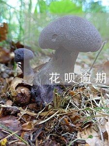 花呗逾期一年五百 花呗逾期一年五百