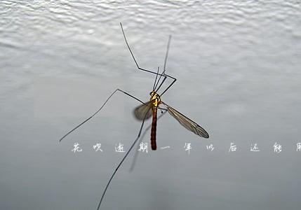 花呗逾期一年以后还能用吗 花呗逾期一年以后还能用吗
