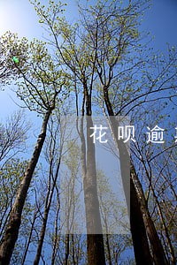 花呗逾期一年会不会有传单到家 花呗逾期一年会不会有传单到家