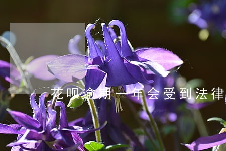 花呗逾期一年会受到法律制裁吗