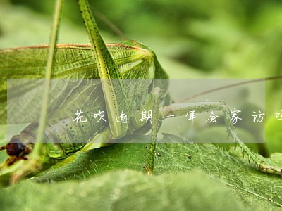花呗逾期一年会家访吗 花呗逾期一年会家访吗
