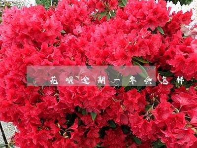 花呗逾期一年会怎样 花呗逾期一年会怎样