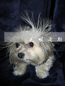 花呗逾期一年会有利息吗 花呗逾期一年会有利息吗