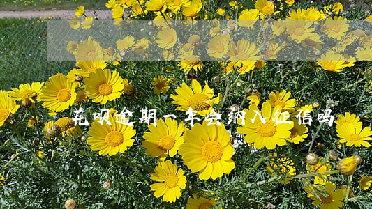 花呗逾期一年会纳入征信吗 花呗逾期一年会纳入征信吗