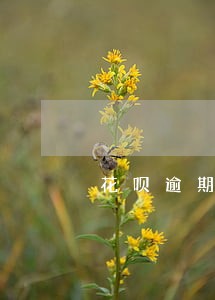 花呗逾期一年半会影响房贷吗