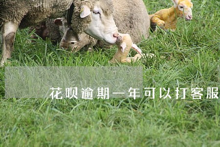 花呗逾期一年可以打客服分期吗 花呗逾期一年可以打客服分期吗