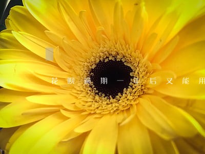 花呗逾期一年后又能用了