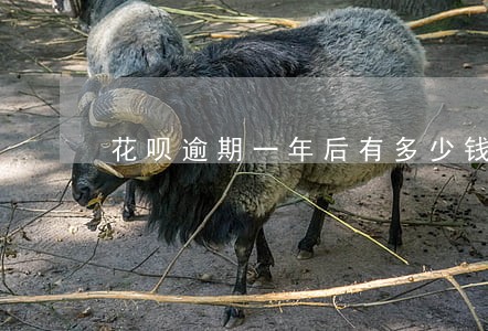 花呗逾期一年后有多少钱 花呗逾期一年后有多少钱