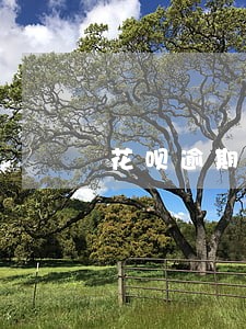 花呗逾期一年后还款还能用吗 花呗逾期一年后还款还能用吗