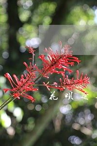 花呗逾期一年后还清 花呗逾期一年后还清