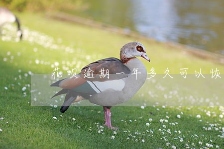 花呗逾期一年多久可以恢复 花呗逾期一年多久可以恢复