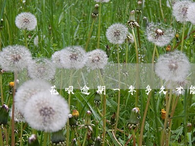 花呗逾期一年多久才能用 花呗逾期一年多久才能用