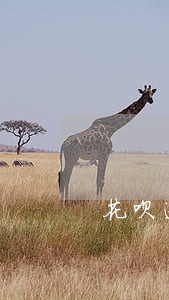 花呗逾期一年多久能恢复使用
