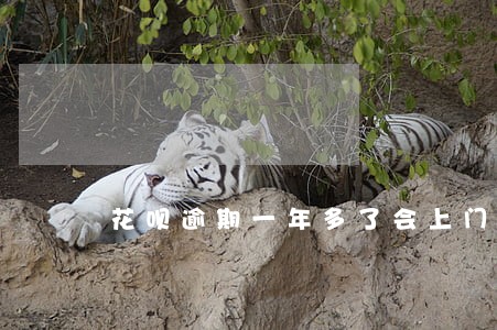 花呗逾期一年多了会上门吗 花呗逾期一年多了会上门吗