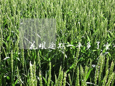 花呗逾期一年多了坐牢