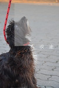 花呗逾期一年多就永久关闭了 花呗逾期一年多就永久关闭了